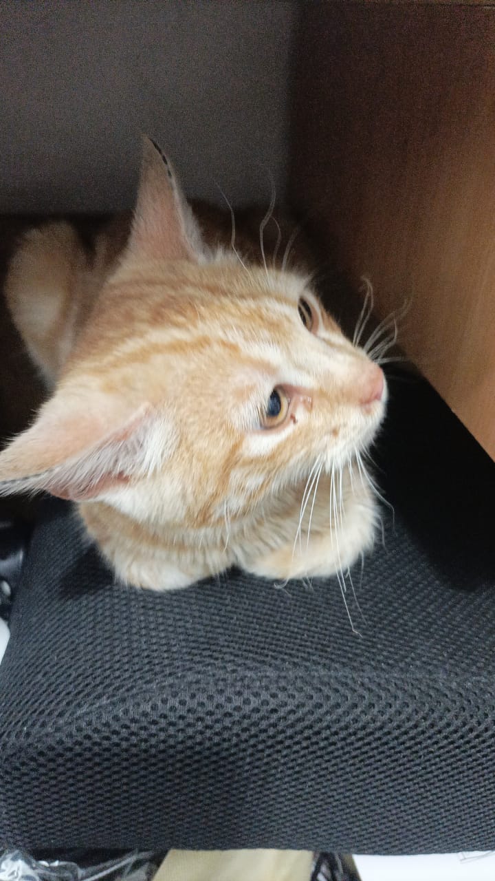 1761949474491.jpeg 1761949474491.jpeg