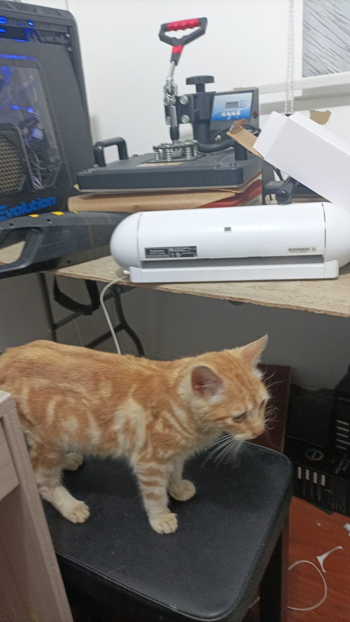 1761949506137.jpeg 1761949506137.jpeg