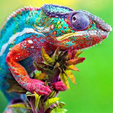 Camaleon.jpeg