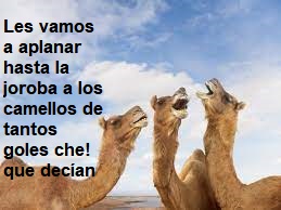 Camellos.jpeg