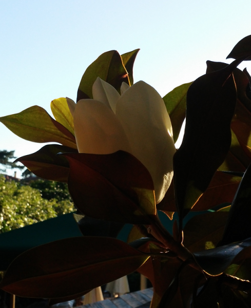 Flor de Magnolia.png
