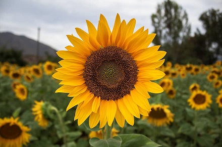 Girasol.jpg