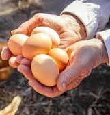 Huevos en las manos.jpg