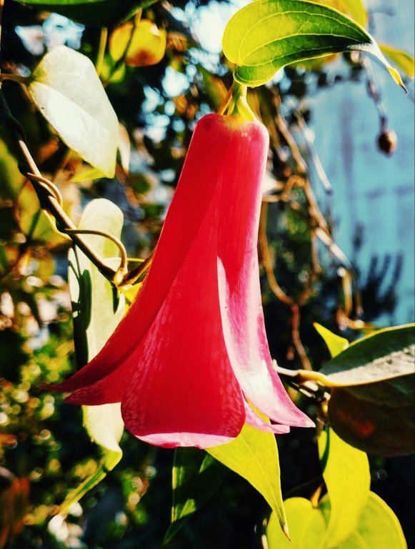 Copihue