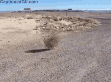 tenor (10).gif