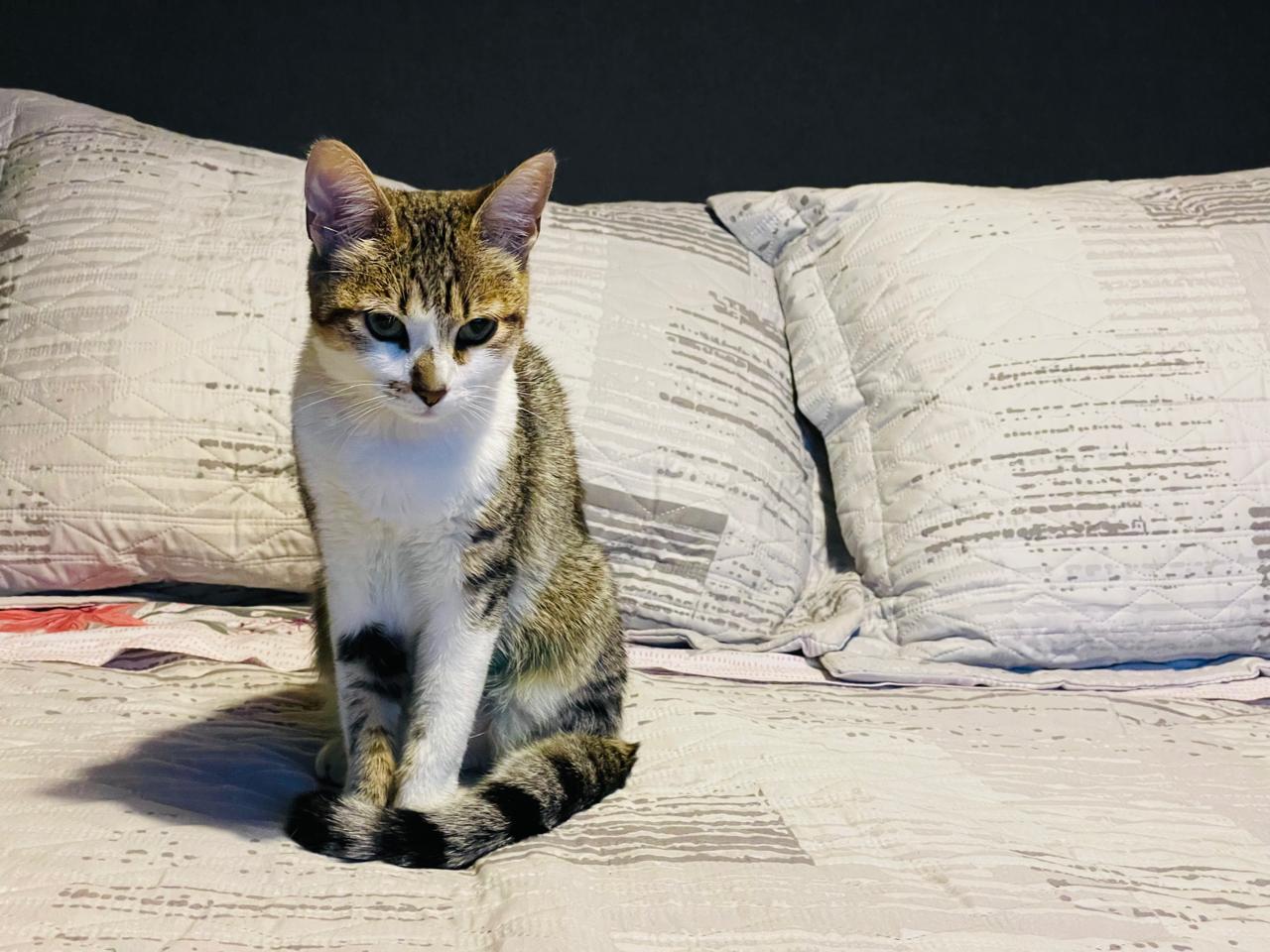 WhatsApp Image 2025-10-30 at 11.16.59 PM (24).jpeg