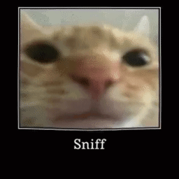 sniff.gif