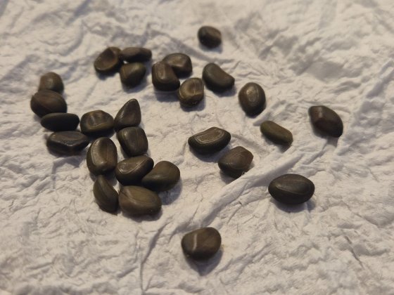 photo_raw_seeds.jpg