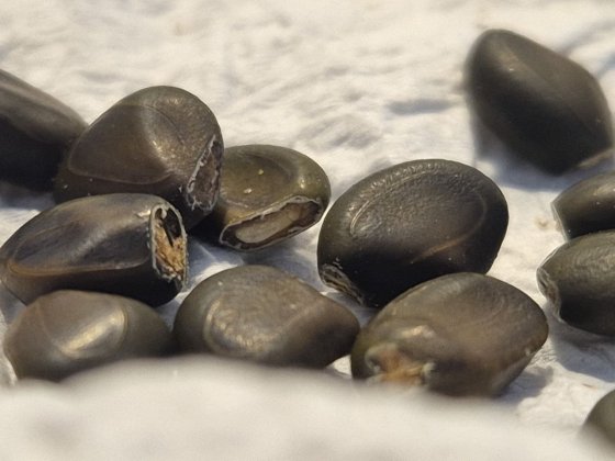 photo_seeds_cutted.jpg