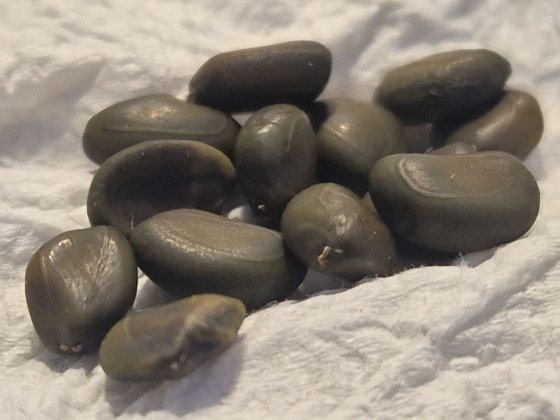 photo_seeds_uncutted.jpg
