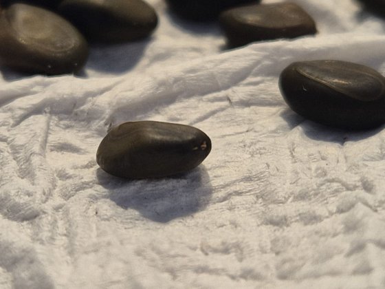 photo_seed_tip2.jpg
