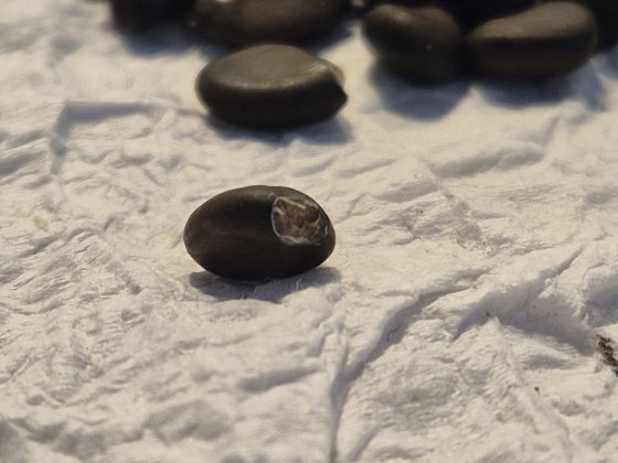 photo_seed_tip_cutted.jpg