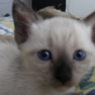 nenaroco