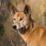 dingo
