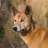 dingo