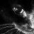 blackcat